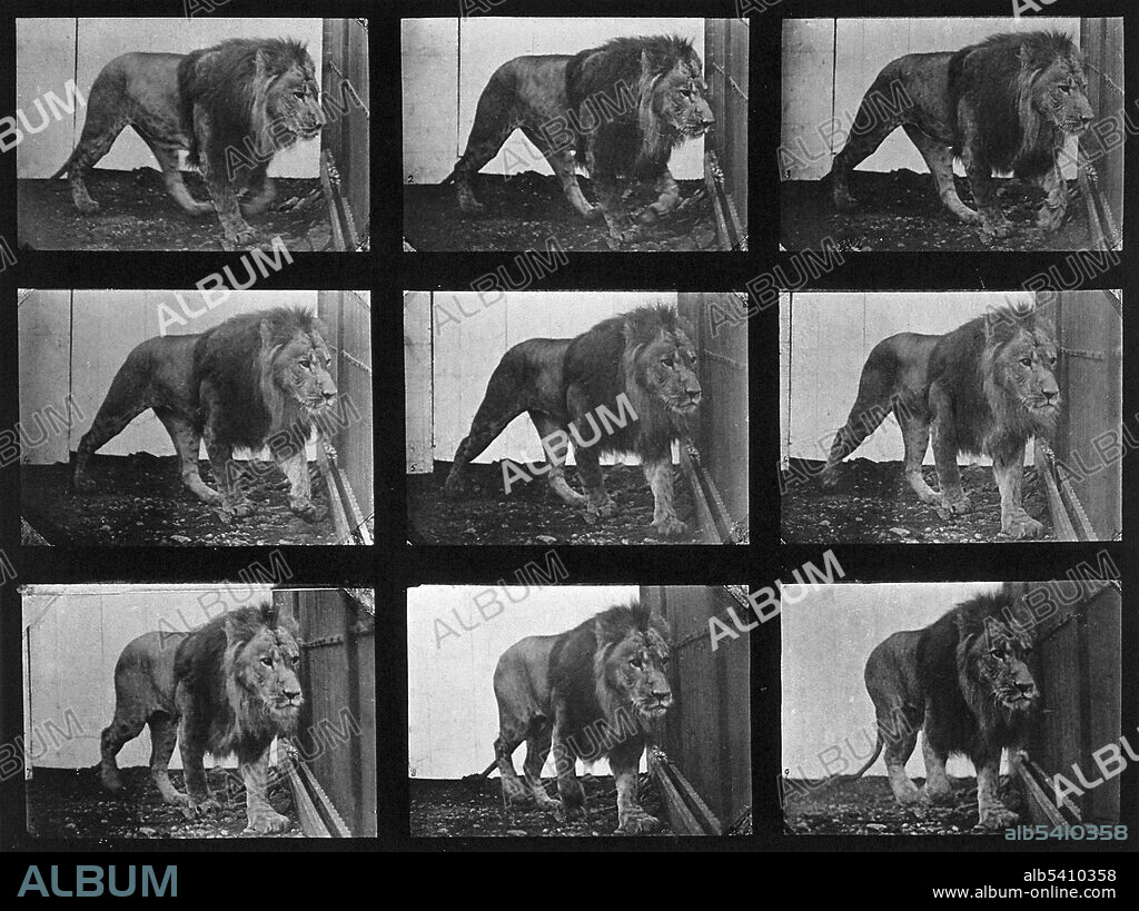 A lion prowling. The more than seven hundred movement studies in Muybridge's Animal Locomotion series range from methodical investigations of the torqued actions of men, women, and a veritable bestiary to compendia of the more banal actions of daily life. Progenitors of filmic technology, Muybridge's sequences, often reconfigured for legibility rather than strict accuracy, were intended both for scientific scrutiny and artistic investigation. Eadweard James Muybridge (April 9, 1830 - May 8, 1904) was an English photographer important for his pioneering work in photographic studies of motion and in motion-picture projection. He published two popular books of his work, Animals in Motion (1899) and The Human Figure in Motion (1901), both of which remain in print over a century later. He died in 1904 at the age of 74.