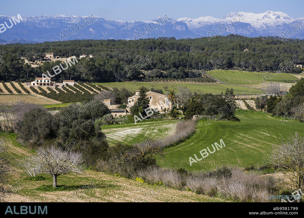 near Randa, Albenya valley whit Tramuntana mountains with snow, Mallorca, balearic islands, spain, europe.