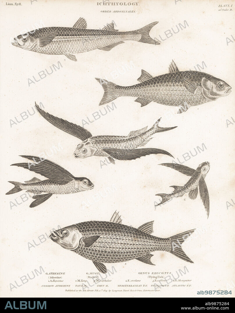 Mediterranean sand smelt, Atherina hepsetus 1, flathead grey mullet, Mugil cephalus 2,3, tropical two-wing flyingfish, Exocoetus volitans 4, flyingfish, Cheilopogon exsiliens 5, and African sailfin flying fish, Parexocoetus mento 6. Copperplate engraving by Thomas Milton from Abraham Rees' Cyclopedia or Universal Dictionary of Arts, Sciences and Literature, Longman, Hurst, Rees, Orme, Paternoster Row, London, February 11, 1809.