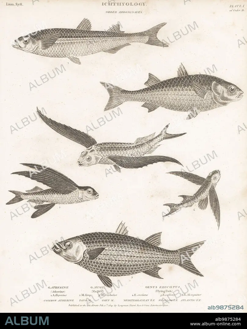 Mediterranean sand smelt, Atherina hepsetus 1, flathead grey mullet, Mugil  cephalus 2,3, tropical two-wing flyingfish, Exocoetus volitans 4, flyingfish,  Cheilopogon exsili - Album alb9875284