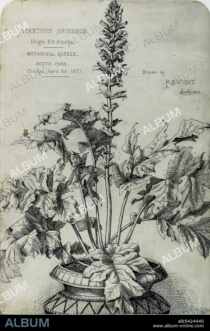 PETER BONNETT WIGHT. Acanthus Spinosus, Presentation Drawings, 1877.