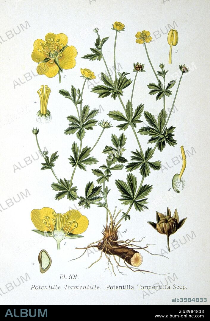 Tormentil, 1893. Botanical illustration of Potentilla tormentilla Scop, or tormentil, from an atlas of the plants of France. The rhizomes, when chopped or crushed, can be used to treat various medical complaints.