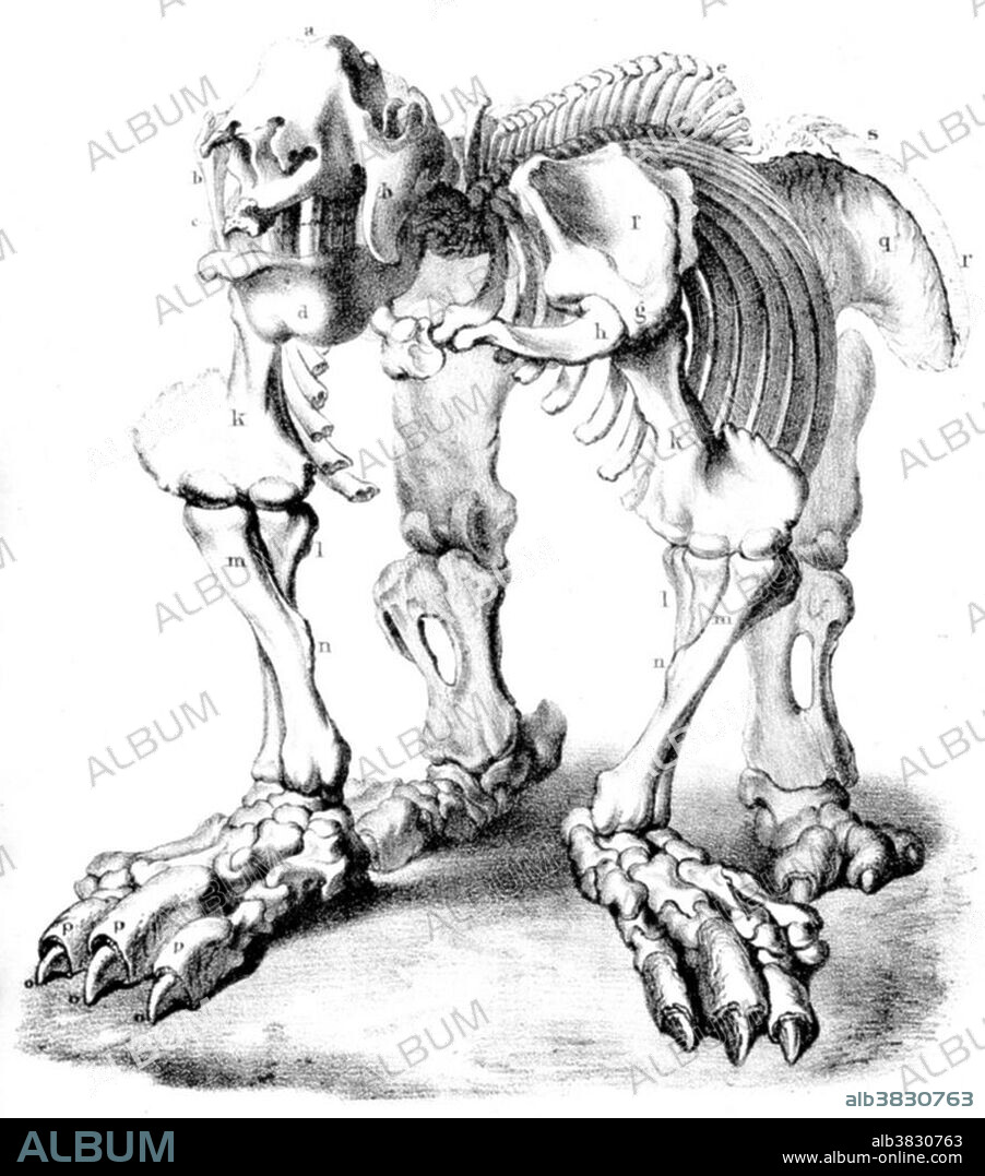 Megatherium (Great Beast) was a genus of elephant-sized ground sloths endemic to Central America and South America that lived from the Pliocene through Pleistocene epochs. Megatherium was one of the largest land mammals known, weighing up to eight tons, about as much as an African bull elephant. Although it was primarily a quadruped, its footprints show that it was capable of assuming a bipedal stance. When it stood on its hind legs it was about twenty feet tall, twice the height of an elephant. This sloth, like a modern anteater, walked on the sides of its feet because its claws prevented it from putting them flat on the ground. This animal appeared during Cenozoic era, the most recent era of geologic time, from about 65 million years ago to the present. The Cenozoic Era is characterized by the formation of modern continents and the diversification of mammals and plants. Grasses also evolved during the Cenozoic. The climate was warm and tropical toward the beginning of the era and cooled significantly in the second half, leading to several ice ages. Humans first appeared near the end of this era.