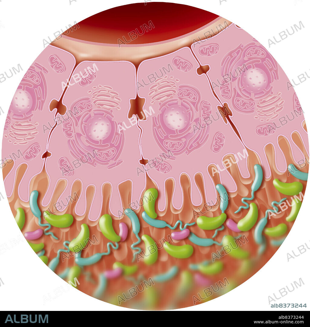 Illustration of intestinal flora upon contact with the intestine’s epithelial cells. Intestinal flora consists of bacteria (good bacteria) which facilitate digestion, stimulate the immune system and strengthen the intestinal barrier. Shown here is an imbalance between the bad bacteria, Clostridium and Desulfovibrio (green and blue), which are greater in number and the good, lactobacillae (pink).