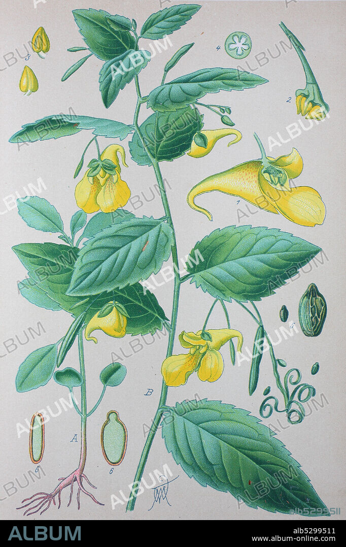 Digital improved high quality reproduction: Impatiens noli-tangere, touch-me-not balsam, is an annual herbaceous plant in the family Balsaminaceae  /  Große Springkraut, Echtes Springkraut, Rühr-mich-nicht-an, Wald-Springkraut oder Altweiberzorn, der einzige Vertreter der Gattung Springkräuter.