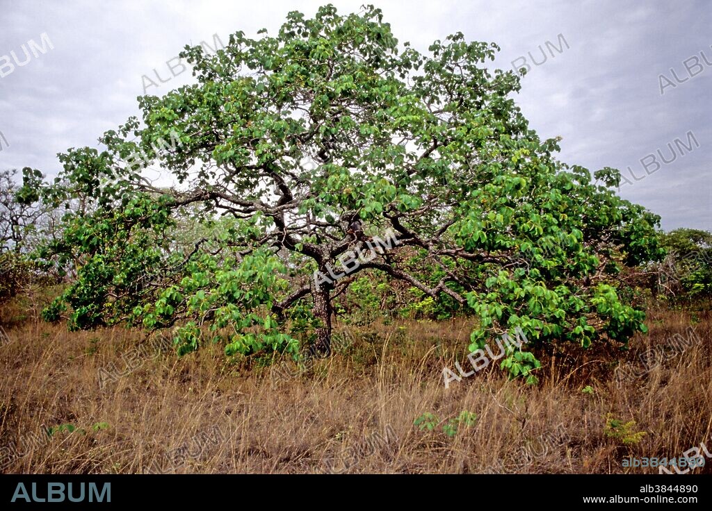 Pequi tree (Caryocar brasiliense)