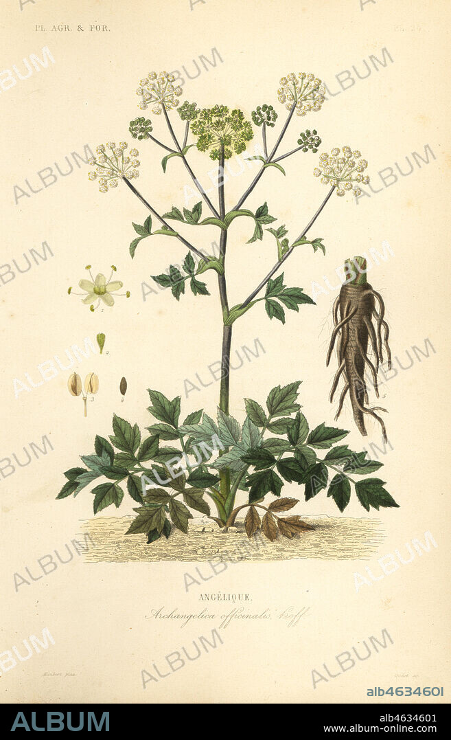 Garden angelica or wild celery, Angelica archangelica, Archangelica officinalis, Angelique. Handcoloured steel engraving by Oudet after a botanical illustration by Edouard Maubert from Pierre Oscar Reveil, A. Dupuis, Fr. Gerard and Francois Herincqs La Regne Vegetal: Planets Agricoles et Forestieres, L. Guerin, Paris, 1864-1871.