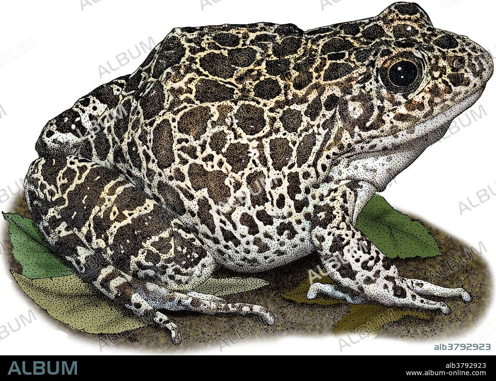 Southern Crawfish Frog, Illustration