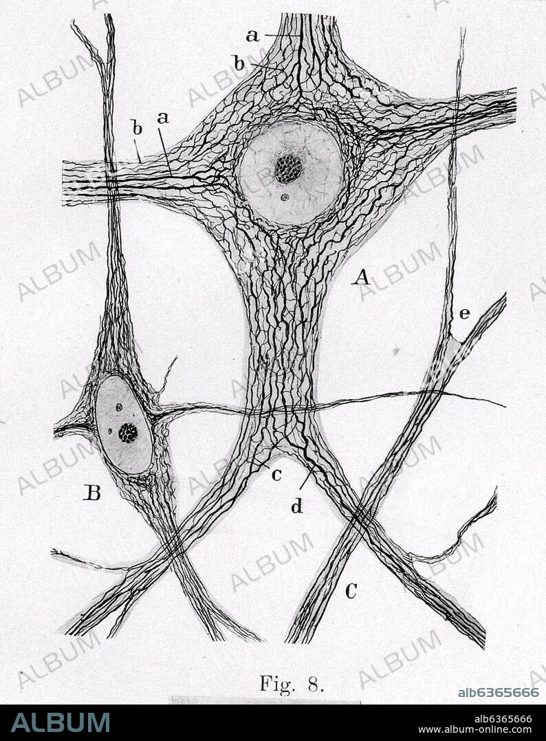 SANTIAGO RAMóN Y CAJAL. CELULAS DE LA MEDULA ESPINAL DE UN CONEJO DE ALGUNOS DIAS - DIBUJO CIENTIFICO - PEDIR AUTORIZACION.