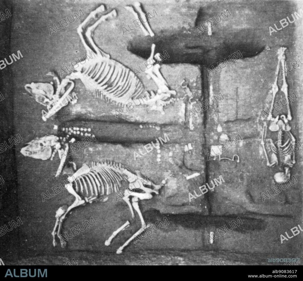 An excavated chariot burial with the two horses and the driver. Shang Dynasty (ca. 1600 BC - ca. 1046 BC) . The Treasures and Dynasties of China, page 19.