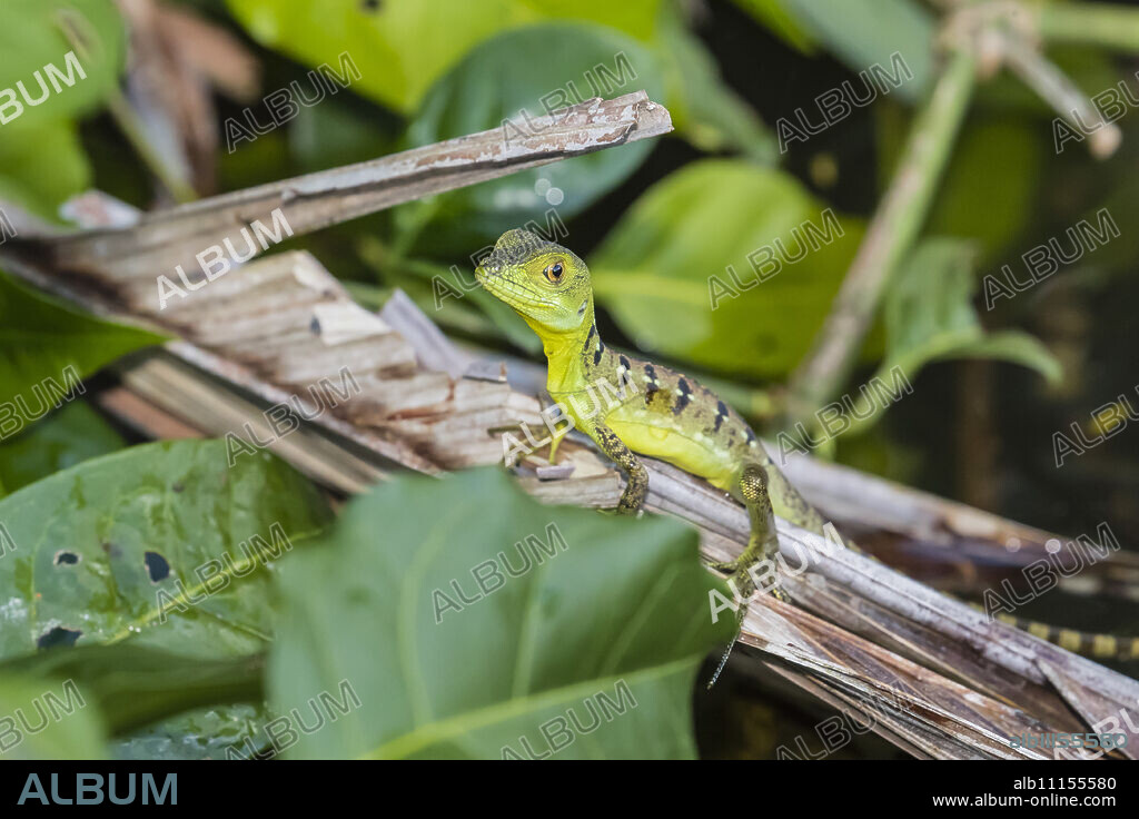 A juvenile plumed basilisk, Basiliscus plumifrons, Cano Chiquerra, Tortuguero National Park, Costa Rica, Central America.