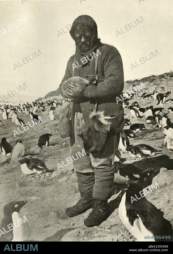 'Murray Holding Young Penguins', c1908, (1909). Biologist and explorer James Murray (1865-1914). Anglo-Irish explorer Ernest Shackleton (1874-1922) made three expeditions to the Antarctic. During the second expedition, 1907-1909, he and three companions established a new record, Farthest South latitude at 88°S, only 97 geographical miles (112 statute miles, or 180 km) from the South Pole, the largest advance to the pole in exploration history. Members of his team also climbed Mount Erebus, the most active volcano in the Antarctic. Shackleton was knighted by King Edward VII for these achievements. He died during his third and last 'oceanographic and sub-antarctic' expedition, aged 47. Illustration from The Heart of the Antarctic, Vol. I, by E. H. Shackleton, C.V.O. [William Heinemann, London, 1909].