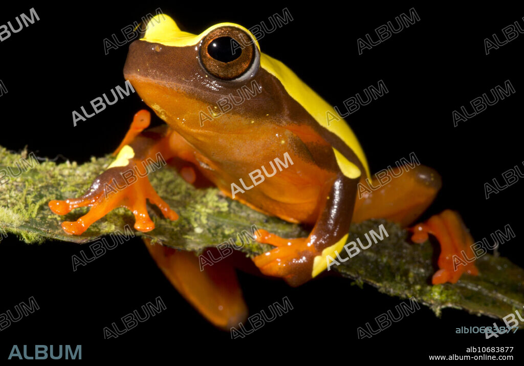 The Clown Tree frog (Dendropsophus reticulatus) ranges from the upper Amazon Basin in Peru and Ecuador across to the Guyana Shield forests of Surinam and the Guyanas. This species has passed through a series of taxonomic changes and several things formerly recognized as distinct species are all included in this species name. This individual was photographed in the Amazon Basin of Peru, 2017.