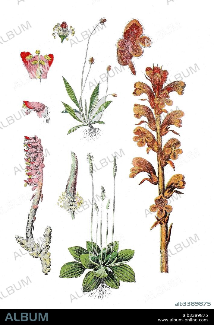Common toothwort, Lathraea squamaria (left), hoary plantain, Plantago media (bottem center), English plantain, narrowleaf plantain, ribwort plantain, Plantago lanceolata (top center), Bedstraw Broomrape, Orobanche caryophyllacea (right).
