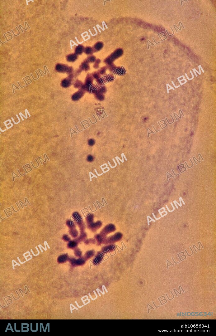 Meiosis. Light micrograph of a locust (Locus testis) cell during telophase (I) of meiosis (gamete formation). During meiosis four daughter nuclei are formed from one parent nucleus after two stages of nuclear division. Meiosis occurs only in the sex cells (gametes) of the testes and ovaries. At telophase (I) pairs of homologous chromosomes have been separated and pulled to opposite poles of the cell by spindles (not seen). New nuclear membranes form around each set of chromosomes, resulting in two cells with half the usual number of chromosomes. The full complement is restored when two gametes fuse during fertilisation. Magnification: x1,500 when printed at 10 centimetres tall.