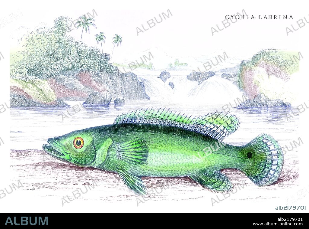 Lithographs of the fish of Guinana done for Sir William Jardine and his naturalist library publications.