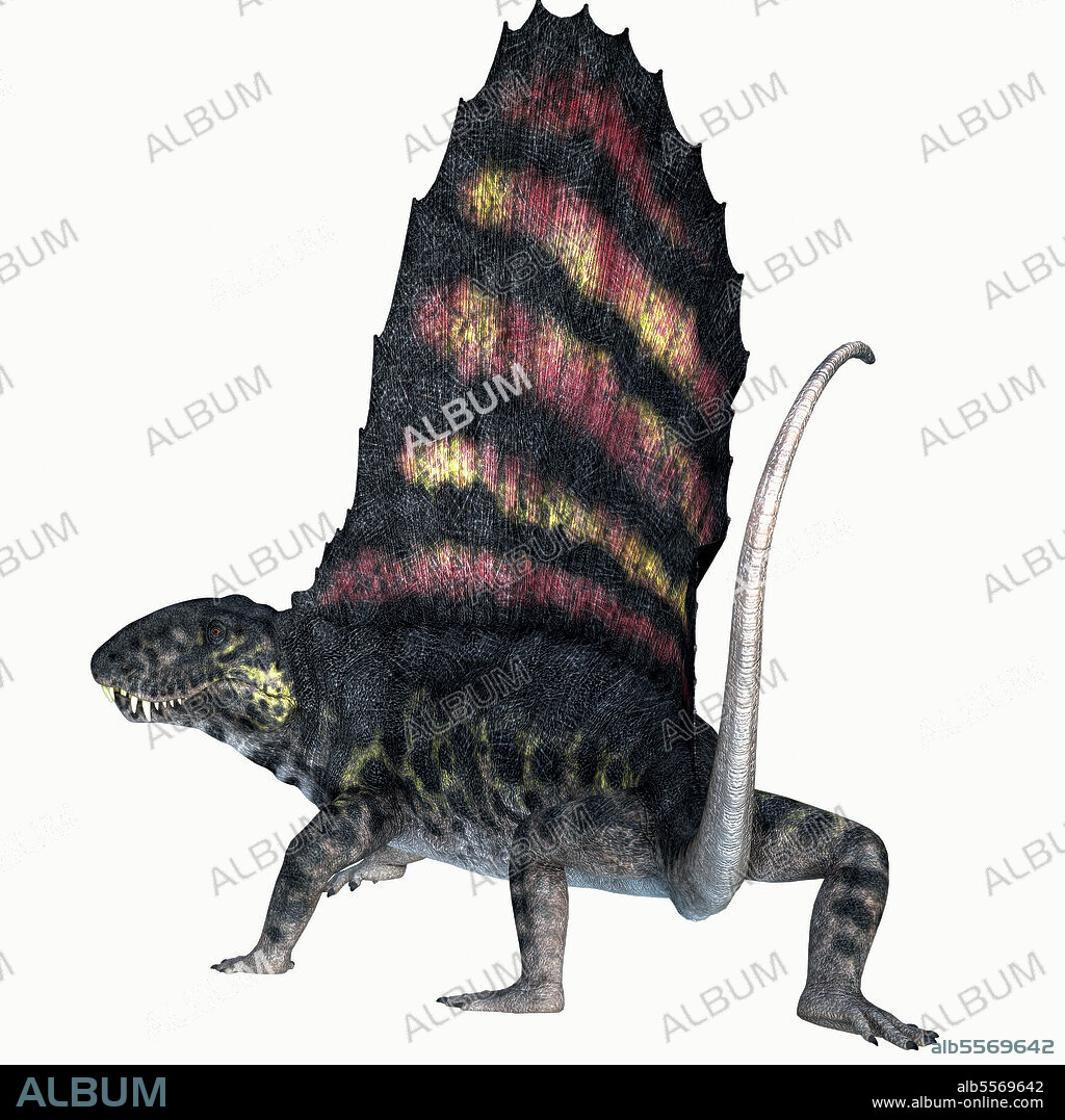 Dimetrodon reptile, white background. Dimetrodon was a sail-back carnivorous dinosaur that lived in North America and Europe during the Permian Period.