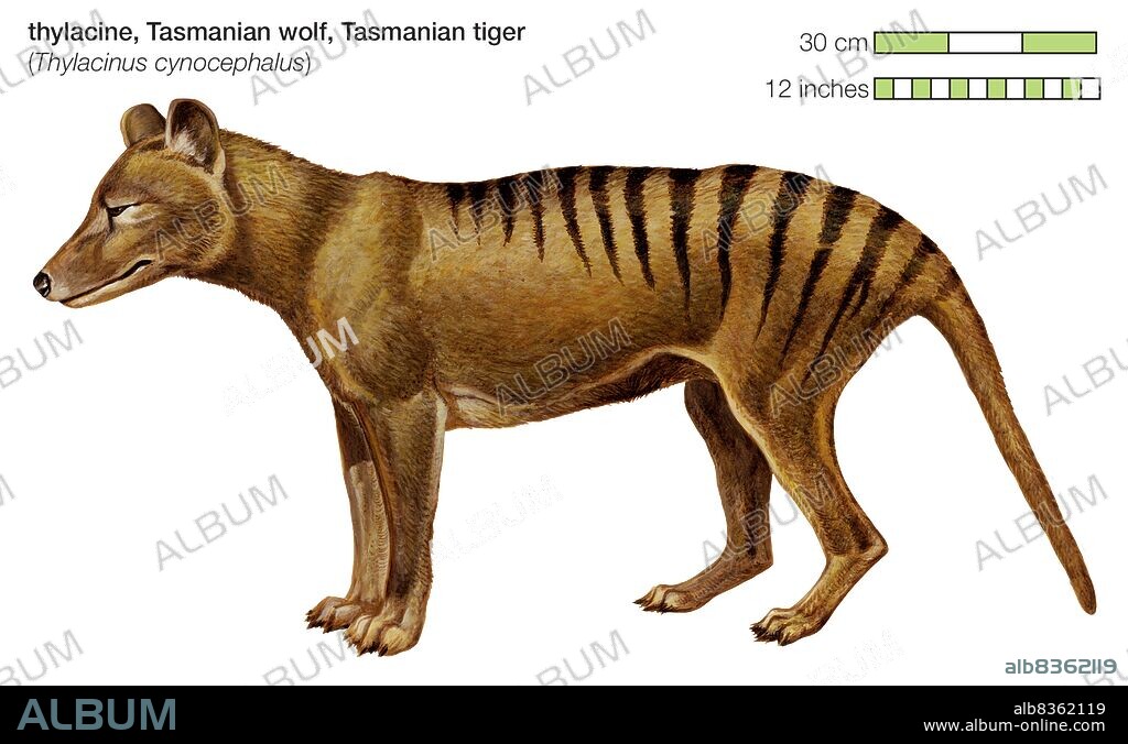 The Tasmanian tiger was a carnivorous marsupial found in Australia and New Guinea until its extinction in the 1930s.