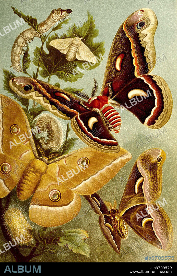 Insects, silk moth or mulberry moth, Bombyx mori, with caterpillar and web, South American silk moth, Chinese silk moth, Ailanthus moth, Historical, digitally restored reproduction from an original from the 19th century.