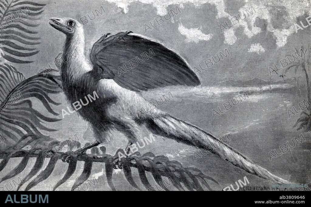 Archaeopteryx, Primordial Bird