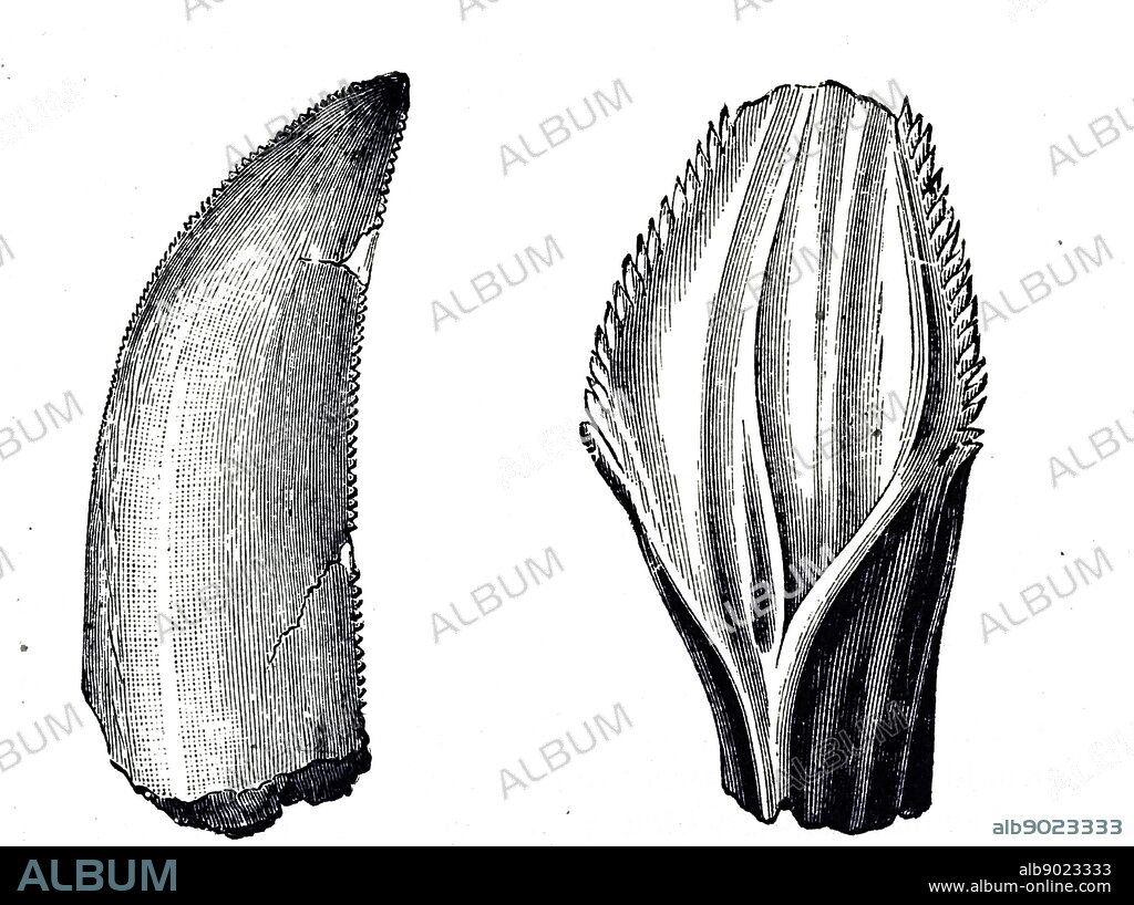 An engraving depicting a tooth from a Megalosaurus (left) and an Iguanodon (right). Dated 19th century.
