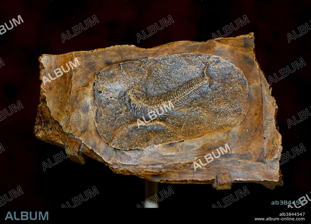 Spriggina floundersi. Ediacaran fossil animal from precambrian Australia.