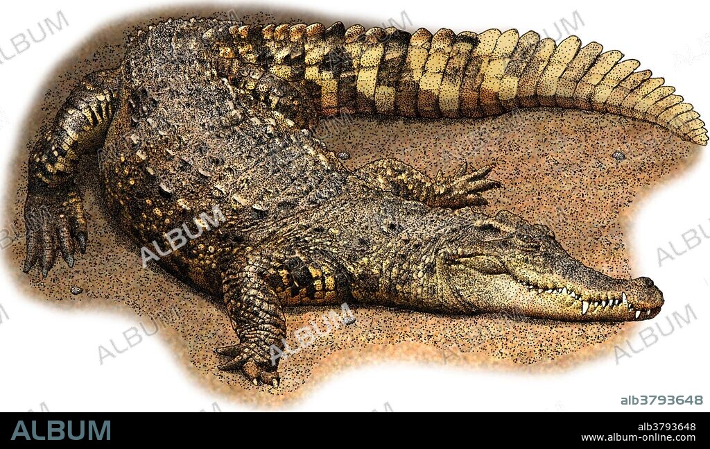 Illustration of the Siamese Crocodile (Crocodylus siamensis), a freshwater crocodile native to southeast Asia. It is critically endangered and already extirpated from many regions.