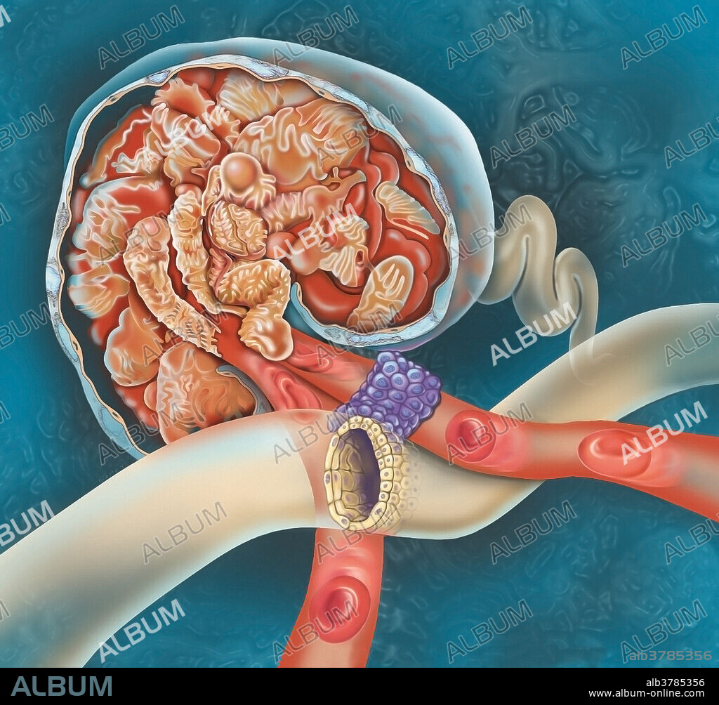 The kidneys are encased in complex layers of fascia and fat. They are arranged by the renal capsule, perirenal fat, renal fascia, and pararenal fat. In addition to their external coverings, the kidneys have an intricate inner structure. Internally, the renal parenchyma can be divided into two main areas - the outer cortex and inner medulla.
