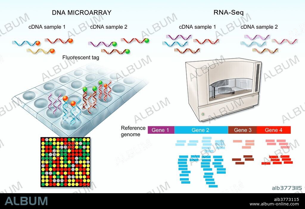 A diagram illustrating the differences in the DNA microarray process and RNA sequencing (RNA-Seq).  DNA microarrays consist of nucleic acid probes affixed to a surface.  RNA samples are converted into complimentary DNA (cDNA), and are then labeled with fluorescent tags (1).  The labeled cDNA fragments hybridize the nucleic acids on the array (2), and levels of gene expression are measured by scanning the fluorescence levels of the microarray (3).  In RNA-Seq, samples of RNA are fragmented and converted into double-stranded cDNA with additional sequencing adaptors (A).  The cDNA library is sequenced (B), and the results are mapped to the genome (C).