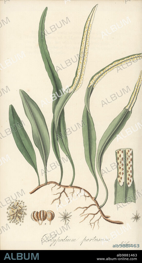 Pyrrosia lanceolata. Epiphytic fern native to China, introduced by the Botanic Garden of Liverpool. Narrow-leaved starry polypody, Polypodium pertusum, Acrostichum lanceolatum. Handcoloured copperplate engraving by Joseph Swan after a botanical illustration by William Jackson Hooker from his Exotic Flora, William Blackwood, Edinburgh, 1827.