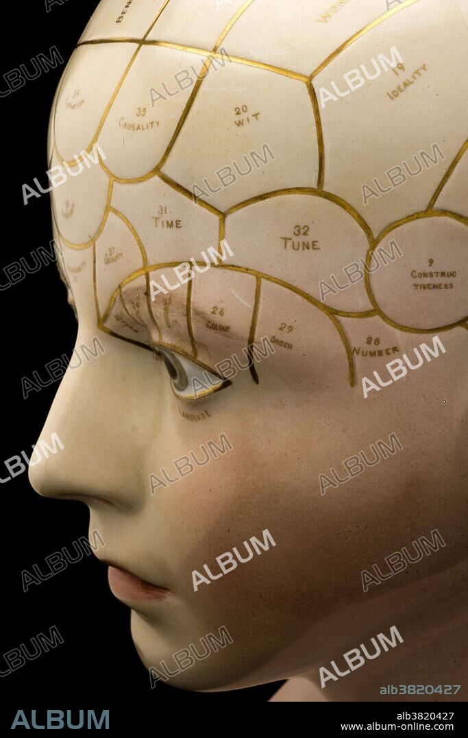 Porcelain phrenological bust, tinted white skin colour, with divisions labels and numbers marked in gilt, possible by Derby. Phrenology was a pseudoscience primarily focused on measurements of the human skull, based on the concept that the brain is the organ of the mind, and that certain brain areas have localized, specific functions or modules. Developed by German physician Franz Joseph Gall in 1796, the discipline was very popular in the 19th century, especially from about 1810 until 1840. Although now regarded as an obsolete amalgam of primitive neuroanatomy and moral philosophy, phrenological thinking was influential in 19th-century psychiatry and modern neuroscience.