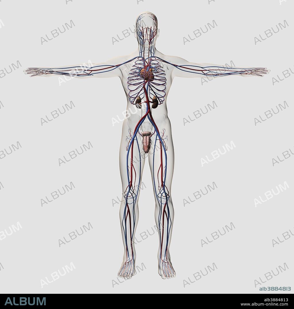 Three dimensional medical illustration of male reproductive system with veins and arteries.