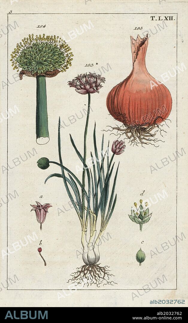 Chives, Allium schoenoprasum 183, and Welsh onion, Allium fistulosum, flower 184 and bulb 185. Handcolored copperplate engraving of a botanical illustration from G. T. Wilhelm's "Unterhaltungen aus der Naturgeschichte" (Encyclopedia of Natural History), Augsburg, 1811. Gottlieb Tobias Wilhelm (1758-1811) was a clergyman and naturalist in Augsburg, Bavaria.