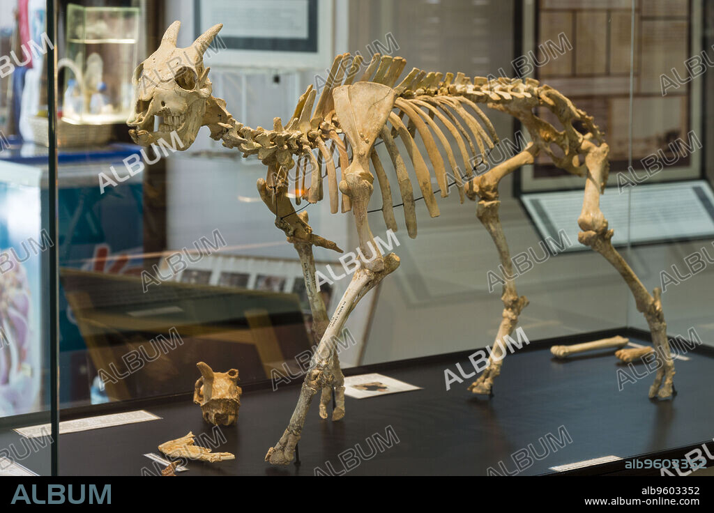 restos fósiles de Myotragus balearicus Bate, Museu Balear de Ciències Naturals (MBCN), Soller, Mallorca, balearic islands, spain, europe.