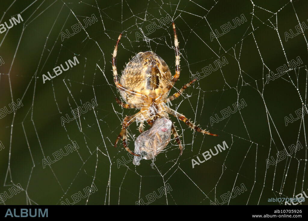 Marbled Orb Weaver Spider (Araneus marmoreus) spinning silk around a trapped fly.