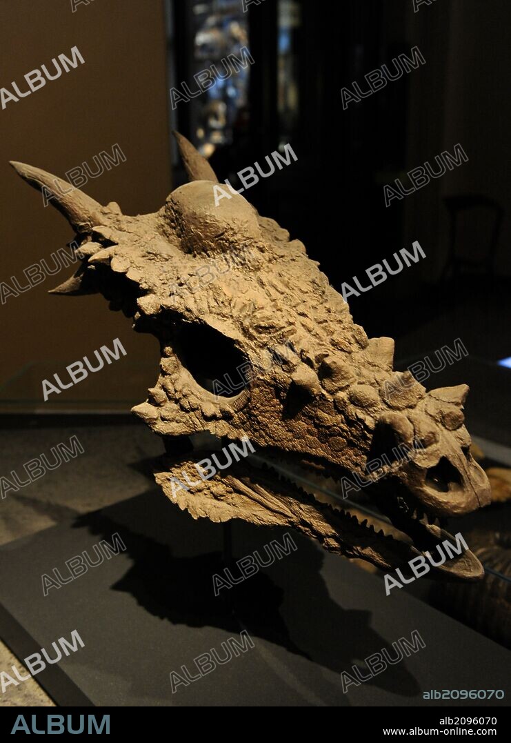 Stygimoloch. Género de representado por una única especie de dinosaurio marginocéfalo paquicefalosaurínido, que vivió en el Cretácico superior, hace aproximadamente 65.5 millones de años, en el Mastrichtiano, en lo que hoy es Norteamérica. Detalle cráneo. Museum fur Naturkunde. Berlin. Alemania. Europa.