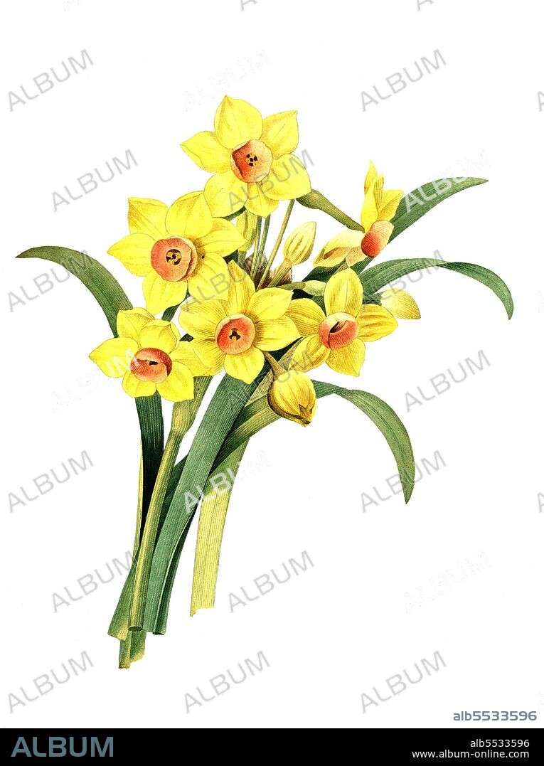 Strauss-Narzisse, Narcissus tazetta, auch Bukett-Narzisse, Mehrblutige Narzisse oder Tazette .