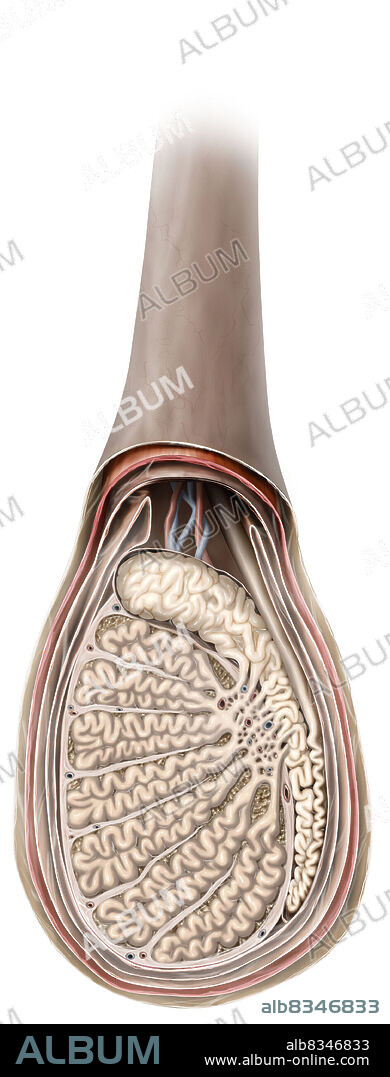 The testicle is both an exocrine and endocrine gland. Its exocrine activity consists in producing sperm cells, which are led from the testicle by a complex network of ducts (seminal tubes, epididymis, vas deferens). Testicular endocrine secretions (testosterone and other male hormones) come from the tissue located between the seminal tubes.