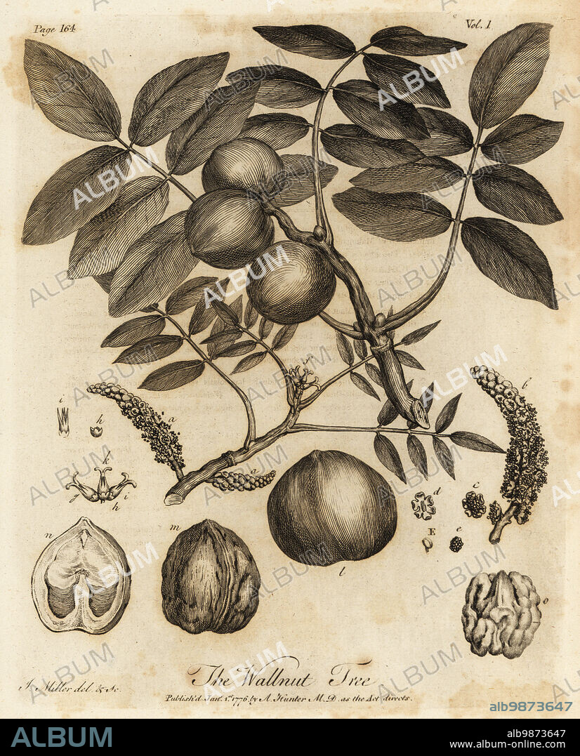 Walnut tree, Juglans regia. Wallnut Tree. Copperplate engraving drawn and engraved by John Miller (Johann Sebastian Muller) from John Evelyns Sylva, or A Discourse of Forest Trees and the Propagation of Timer, J. Dodsley, London, 1776.