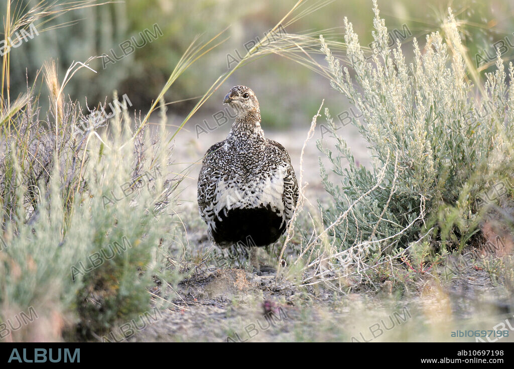Greater Sage Grouse, (Centrocercus urophasianus).