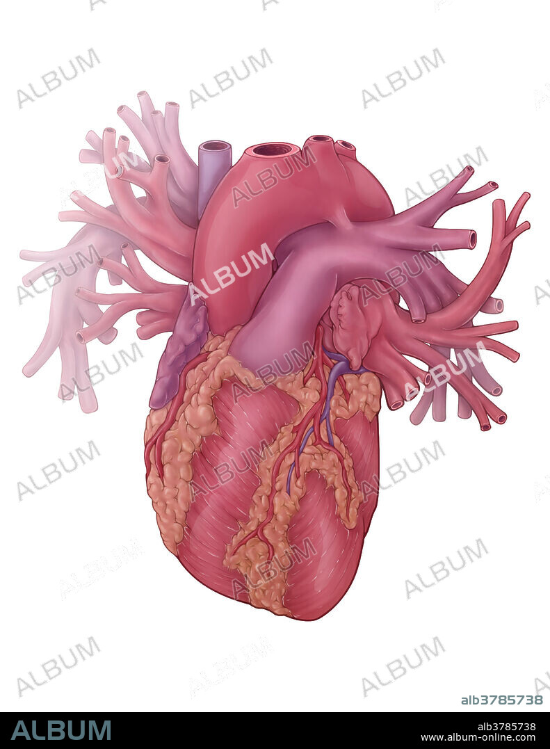 An illustration of the heart and its network of pulmonary arteries and veins. Deoxygenated blood returns to the heart and is transported to the lungs via the pulmonary arteries. Blood returns to the heart from the lungs through the pulmonary veins, where it will eventually travel through the aorta to supply the body with oxygenated blood.