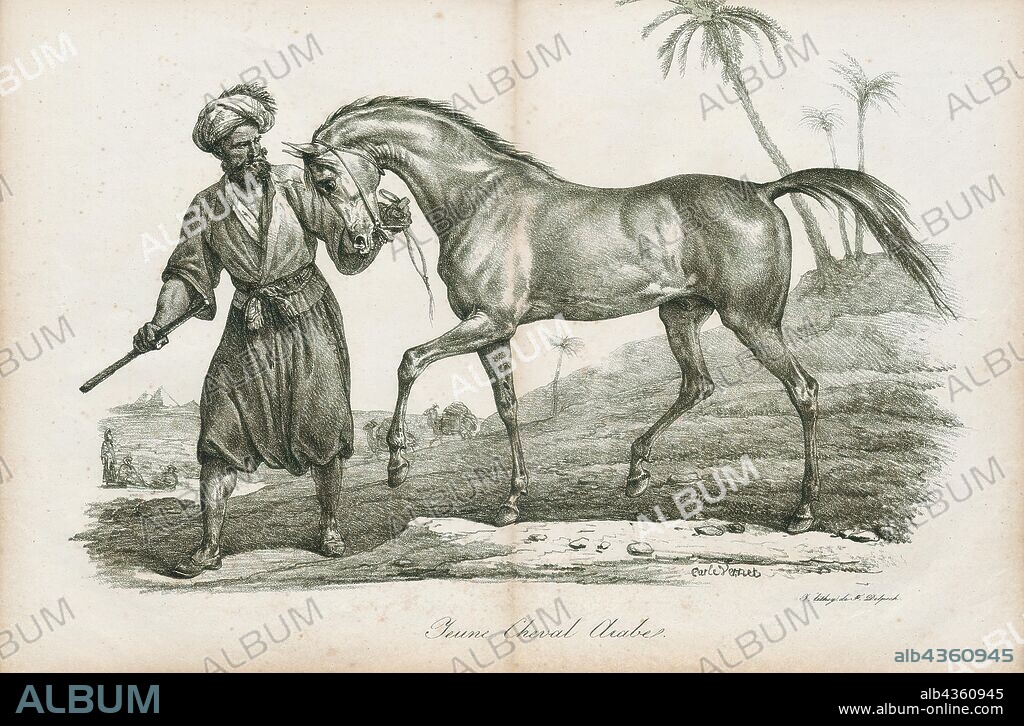Equus caballus, Print, The horse (Equus ferus caballus) is one of two extant subspecies of Equus ferus. It is an odd-toed ungulate mammal belonging to the taxonomic family Equidae. The horse has evolved over the past 45 to 55 million years from a small multi-toed creature, Eohippus, into the large, single-toed animal of today. Humans began domesticating horses around 4000 BC, and their domestication is believed to have been widespread by 3000 BC. Horses in the subspecies caballus are domesticated, although some domesticated populations live in the wild as feral horses. These feral populations are not true wild horses, as this term is used to describe horses that have never been domesticated, such as the endangered Przewalski's horse, a separate subspecies, and the only remaining true wild horse. There is an extensive, specialized vocabulary used to describe equine-related concepts, covering everything from anatomy to life stages, size, colors, markings, breeds, locomotion, and behavior., 1700-1880.