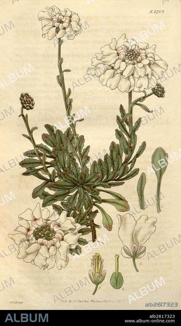 Botanical print by Sir William Jackson Hooker, FRS, 1785 – 1865, English botanical illustrator. He held the post of Regius Professor of Botany at Glasgow University, and was Director of the Royal Botanic Gardens, Kew. From the Liszt Masterpieces of Botanical Illustration Collection.