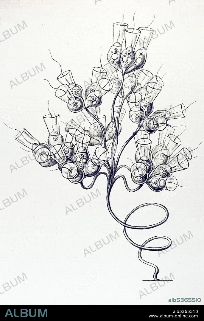 Historic illustration, tablet 13, Flagellata, Flagellates, name Dinobryon, 3/ Codonocladium candelabrum, Ernst Haeckel, Kunstformen der Natur, "Artforms of Nature".