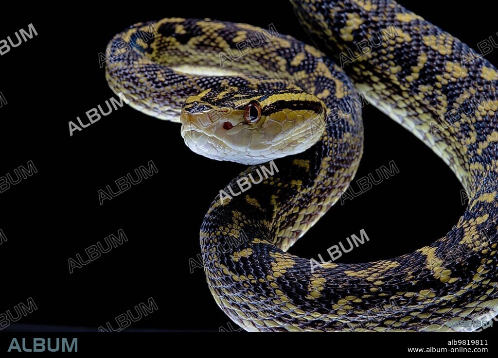 Habu (Protobothrops flavoviridis) Okinawa; Japan; Asia.