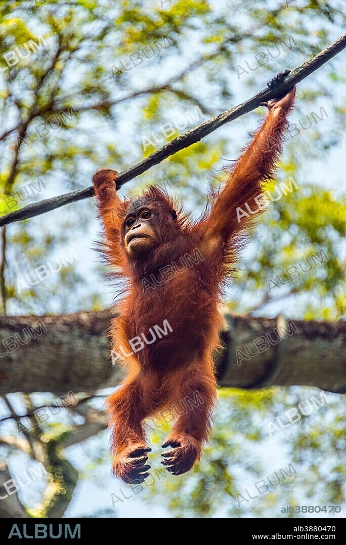 Borneo Orangutan (Pongo pygmaeus) hanging on a rope, climbing, captive, Singapore zoo, Singapore, Asia.