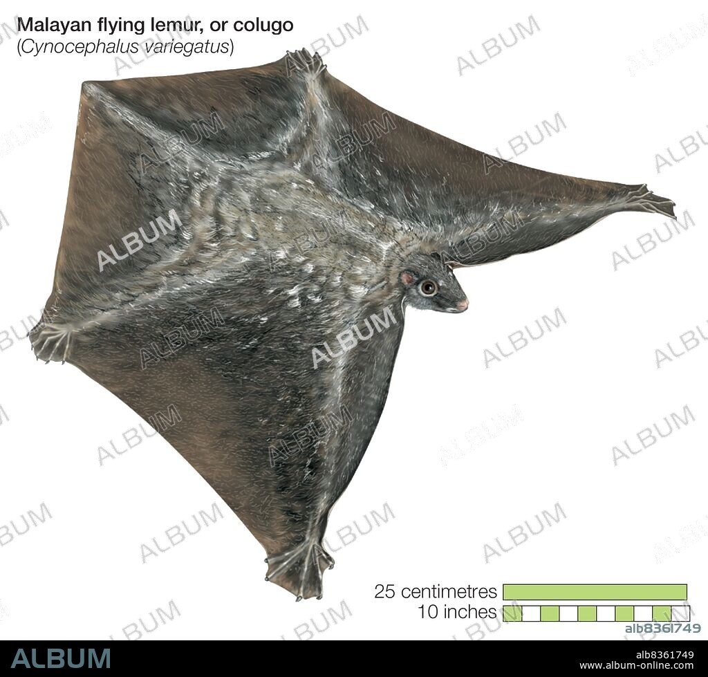 Flying lemur or colugo (Galeopterus variegatus).
