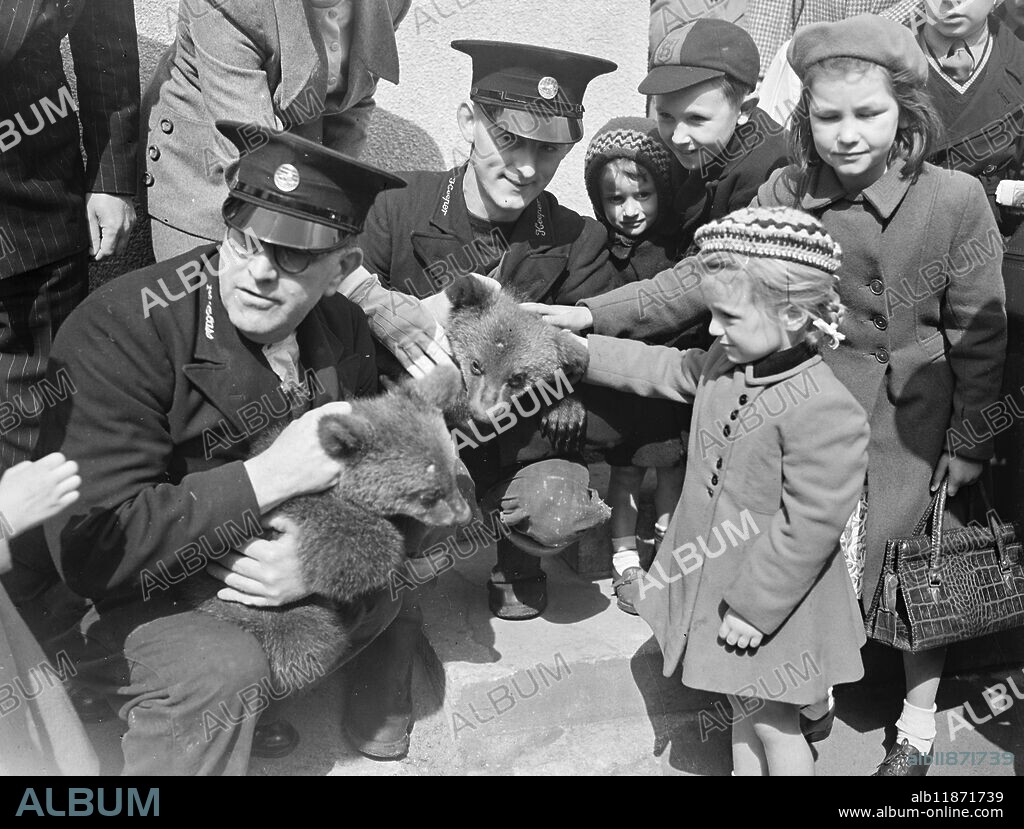AND NOW ITS BROWN BEARS. 2 May 1950. Brumas, the London Zoo 's Polar cub, awoke this morning (Tuesday) to find two rivals for her place in the hearts of the people. The rivals are three and a half month old Syrian cubs, Jack and Daphne, who make their debuts in the zoo today. The cubs have taken their names from, and been adopted by, the entertainment team of Jack and Daphne Barker. Picture Shows: Two new bear cubs are introduced to their public in the London Zoo today. Keeper Sam Smith (left) holds Jack and Keeper Sam Giddins holds Daphne.