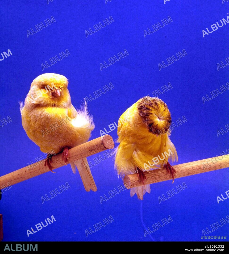 Matched pair of Crested Norwich Canaries - Clear Buff Crestbred (left), Grizzle Crested Buff (right).