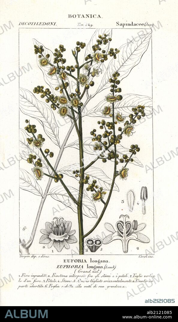Longan tree, Dimocarpus longan, native to southeast Asia. Near threatened. Handcoloured copperplate stipple engraving from Jussieu's "Dictionary of Natural Science," Florence, Italy, 1837. Engraved by Corsi, drawn by Pierre Jean-Francois Turpin, and published by Batelli e Figli. Turpin (1775-1840) is considered one of the greatest French botanical illustrators of the 19th century.